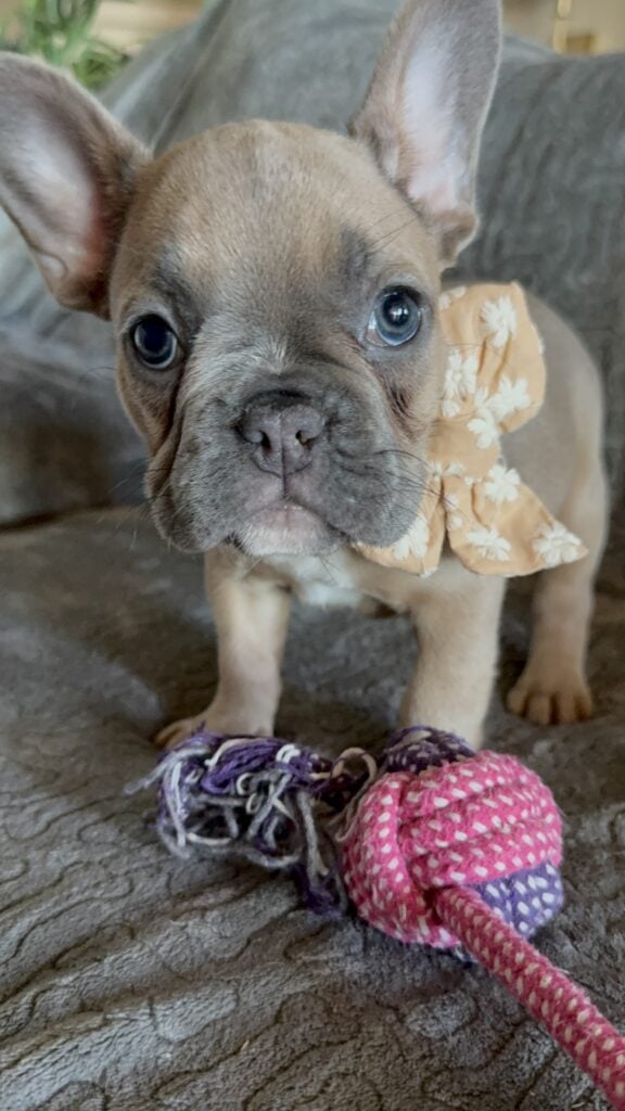 Franko | Blue Fawn French Bulldog Male | Available Feb 27th, 2026