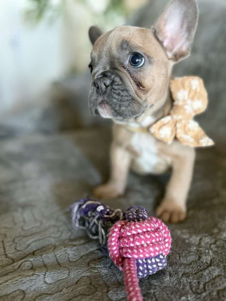 Franko | Blue Fawn French Bulldog Male | Available Feb 27th, 2026