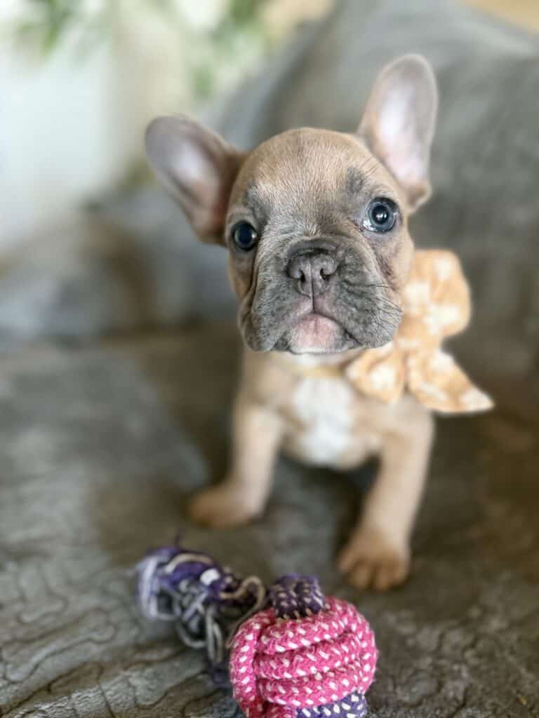 Franko | Blue Fawn French Bulldog Male | Available Feb 27th, 2026