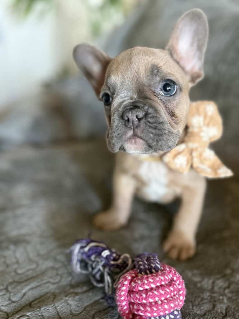 Franko | Blue Fawn French Bulldog Male | Available Feb 27th, 2026