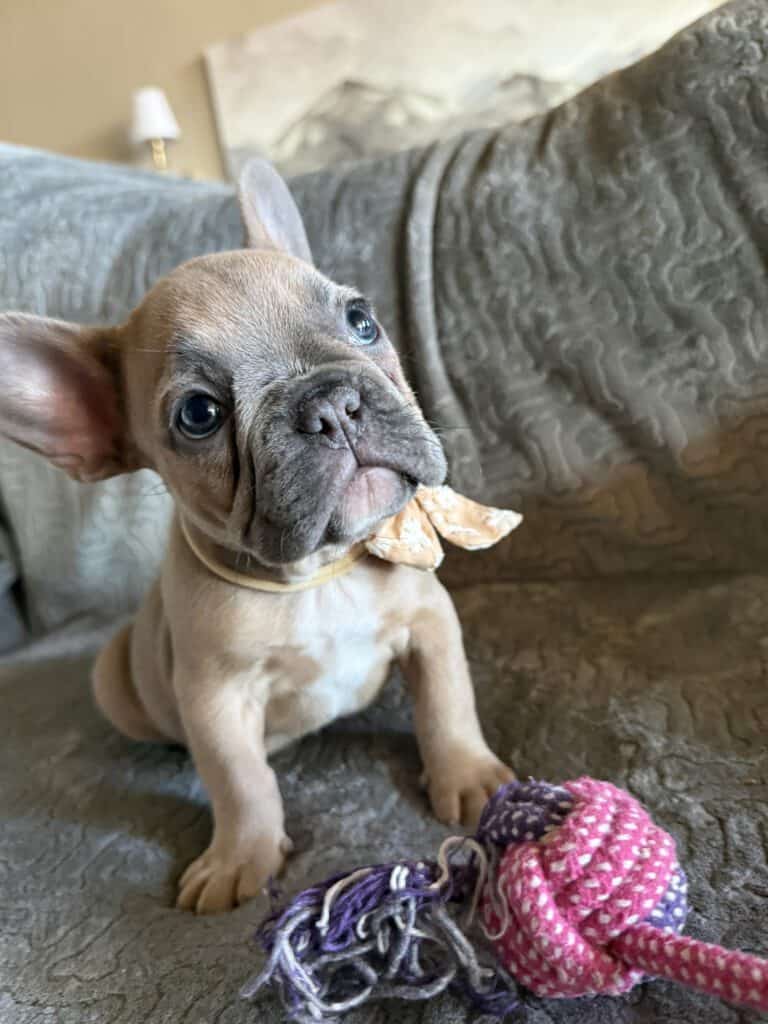 Franko | Blue Fawn French Bulldog Male | Available Feb 27th, 2026