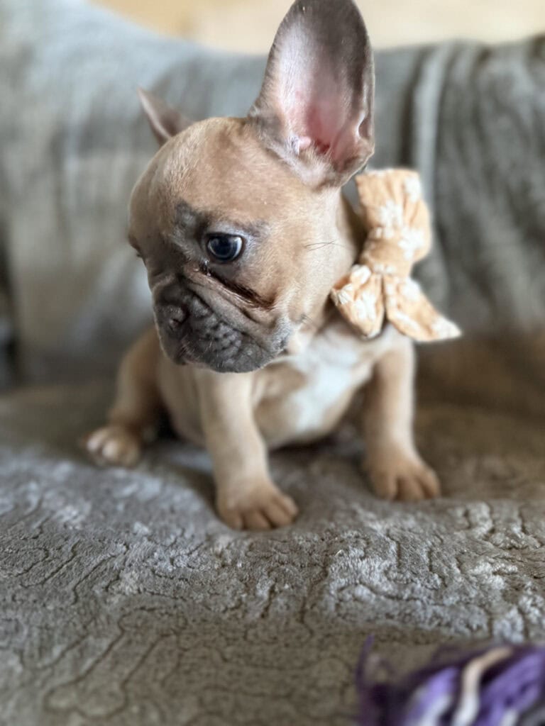 Franko | Blue Fawn French Bulldog Male | Available Feb 27th, 2026