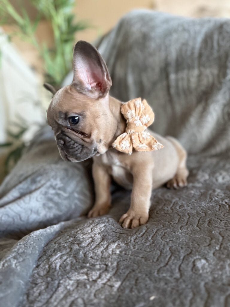 Franko | Blue Fawn French Bulldog Male | Available Feb 27th, 2026