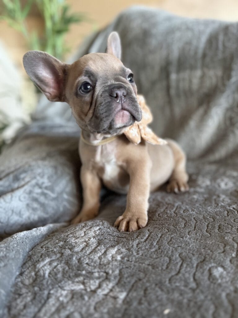 Franko | Blue Fawn French Bulldog Male | Available Feb 27th, 2026