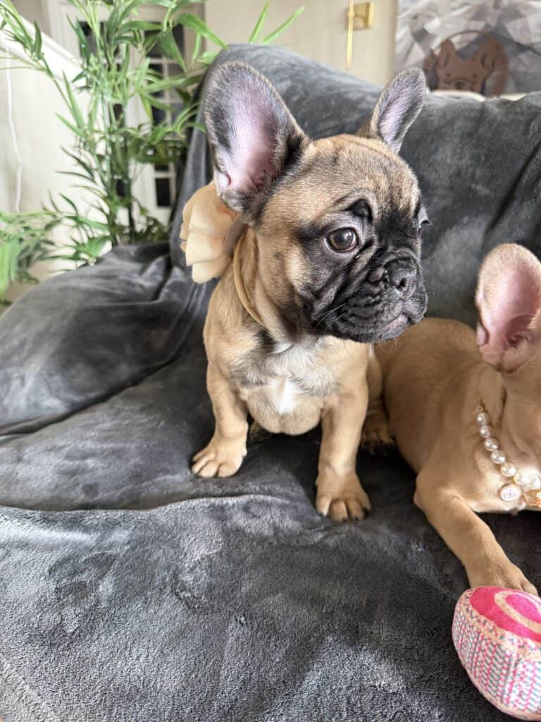Tunica | Fawn French Bulldog Female | Available Now
