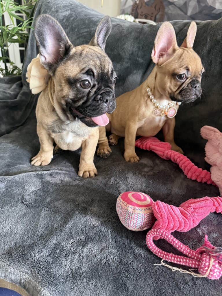Tunica | Fawn French Bulldog Female | Available Now