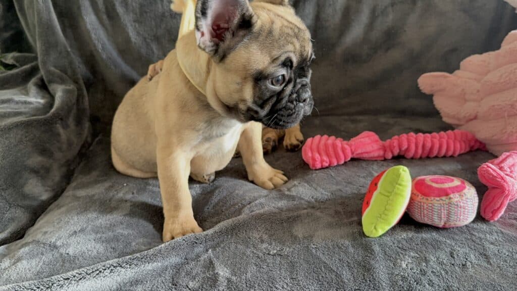 Tunica | Fawn French Bulldog Female | Available Now
