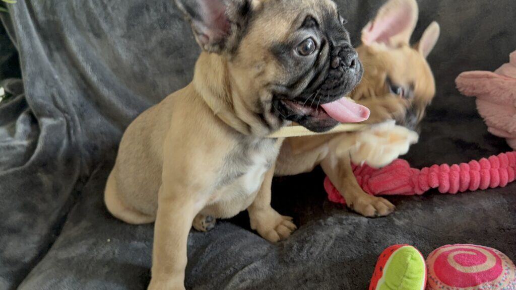 Tunica | Fawn French Bulldog Female | Available Now