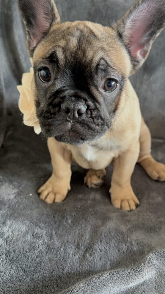 Tunica | Fawn French Bulldog Female | Available Now
