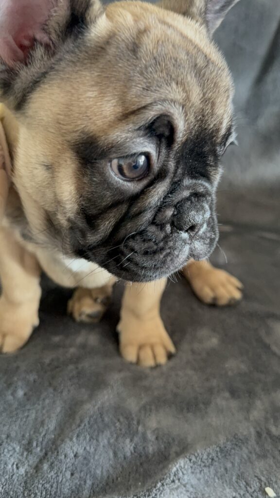 Tunica | Fawn French Bulldog Female | Available Now
