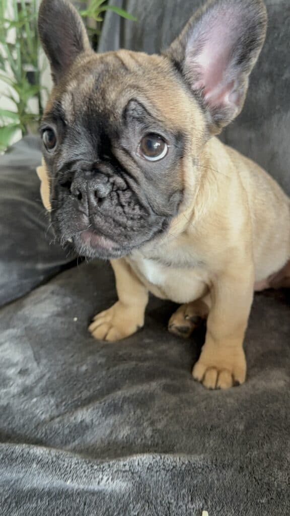 Tunica | Fawn French Bulldog Female | Available Now