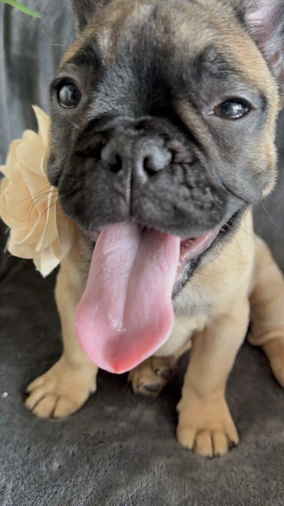 Tunica | Fawn French Bulldog Female | Available Now