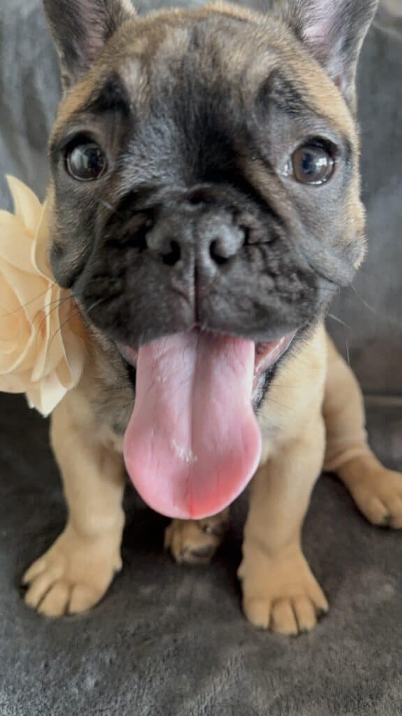Tunica | Fawn French Bulldog Female | Available Now