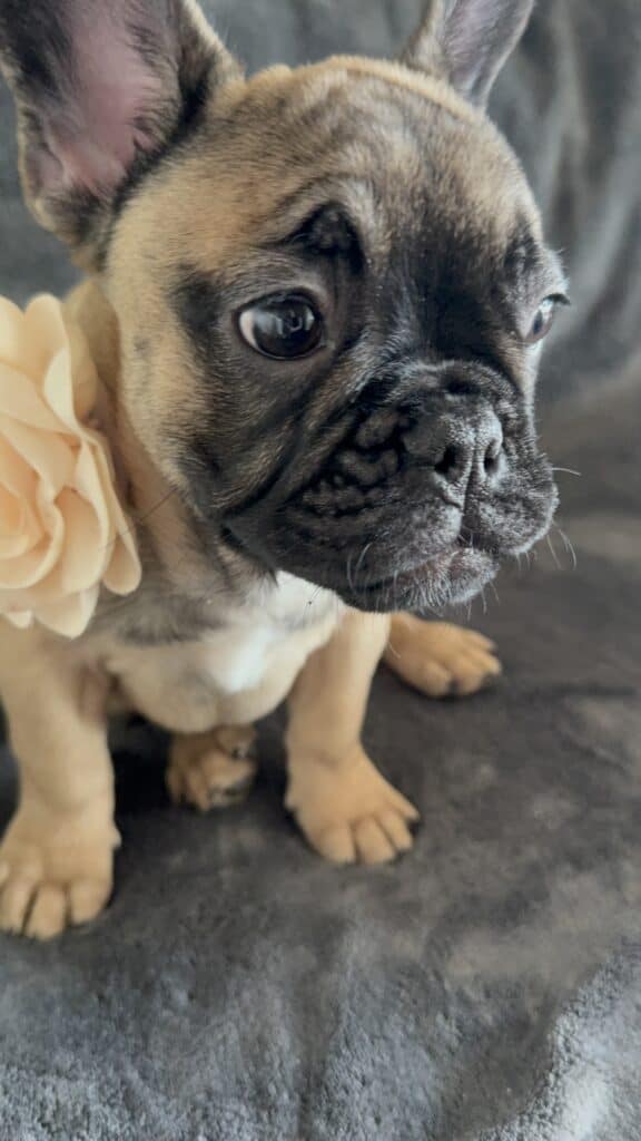 Tunica | Fawn French Bulldog Female | Available Now
