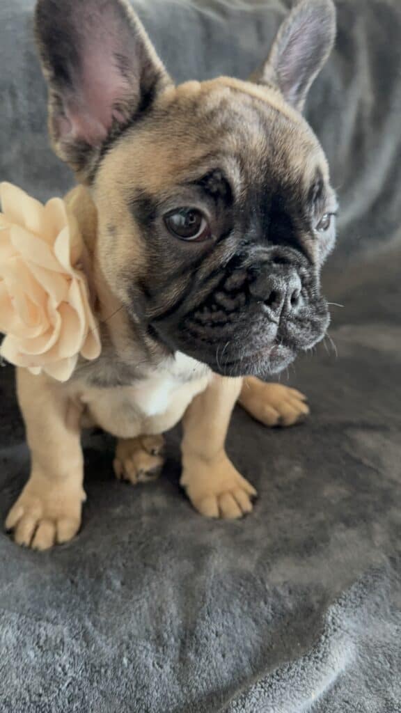 Tunica | Fawn French Bulldog Female | Available Now