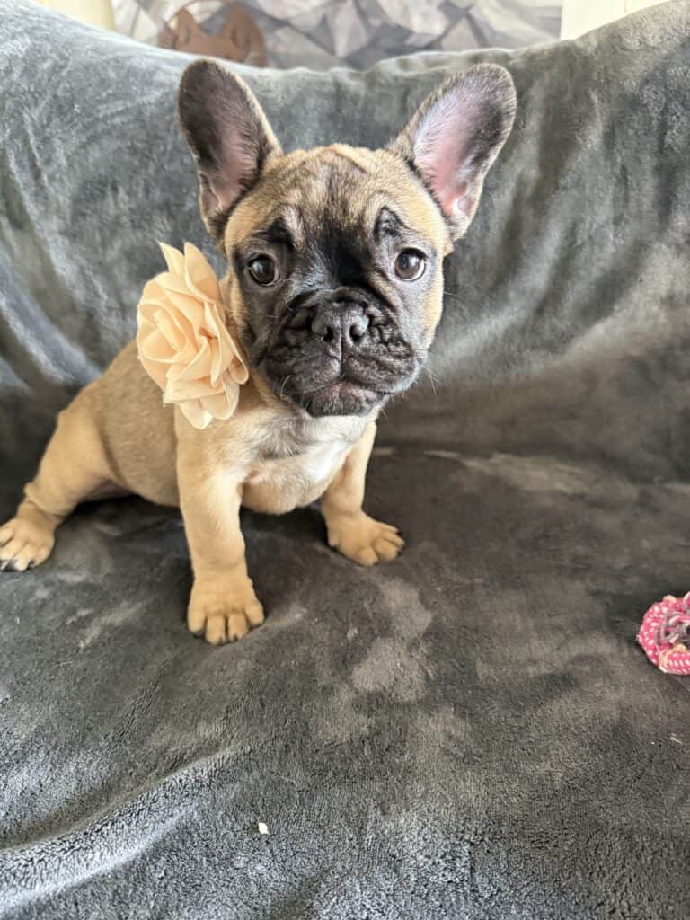 Tunica | Fawn French Bulldog Female | Available Now