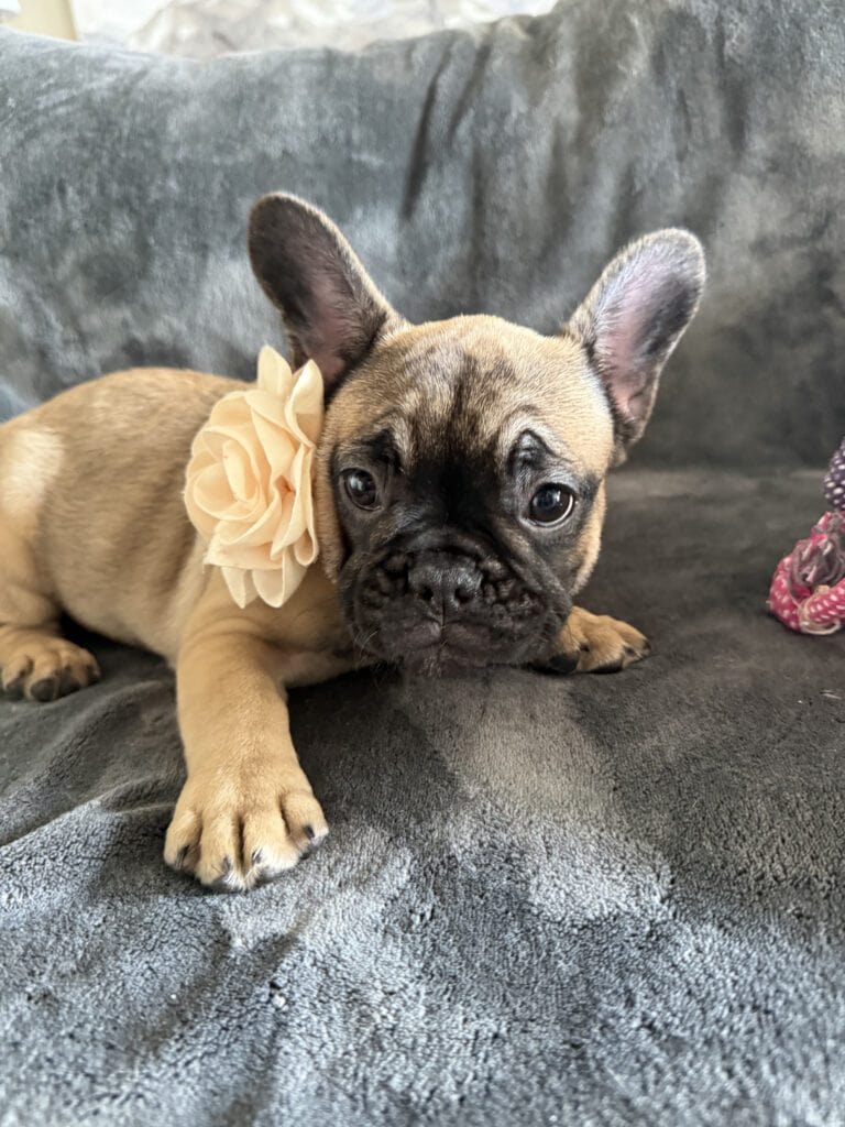 Tunica | Fawn French Bulldog Female | Available Now