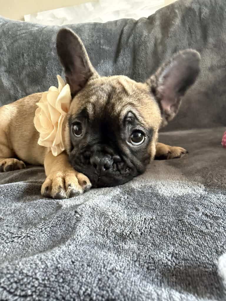 Tunica | Fawn French Bulldog Female | Available Now