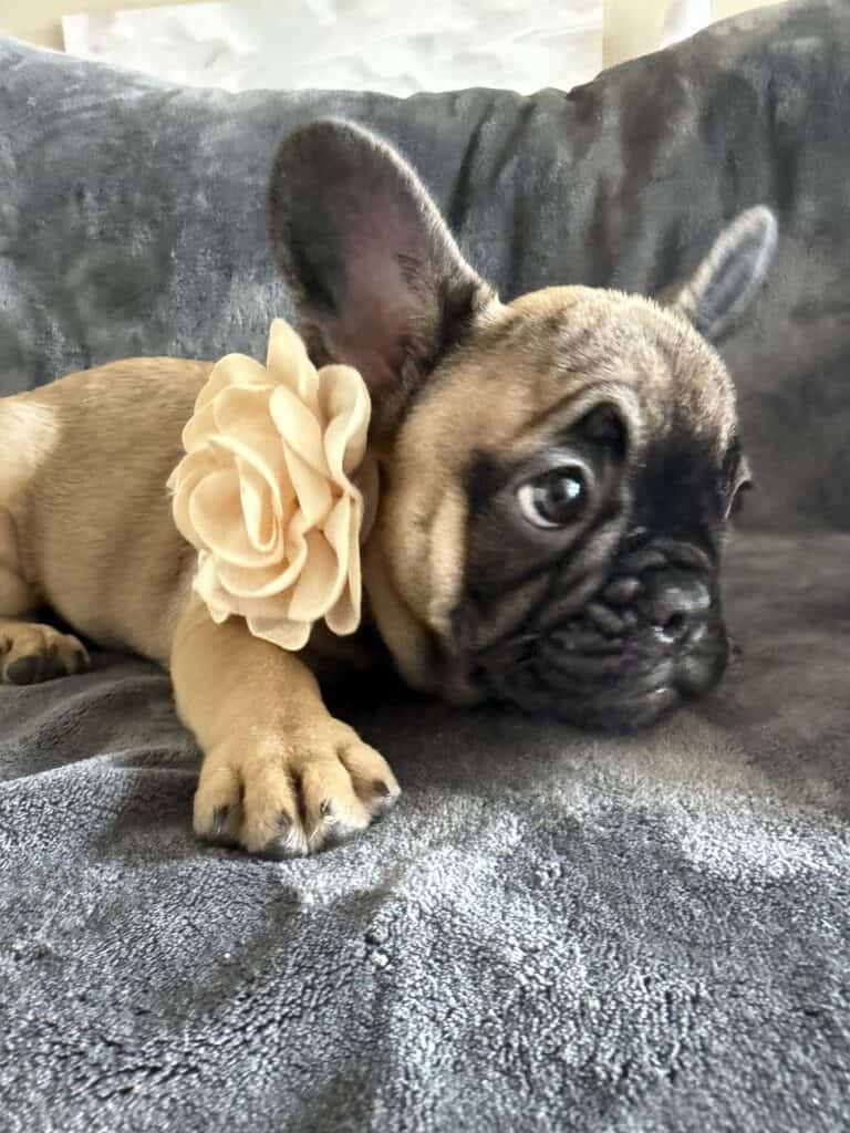 Tunica | Fawn French Bulldog Female | Available Now