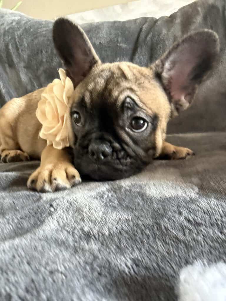 Tunica | Fawn French Bulldog Female | Available Now