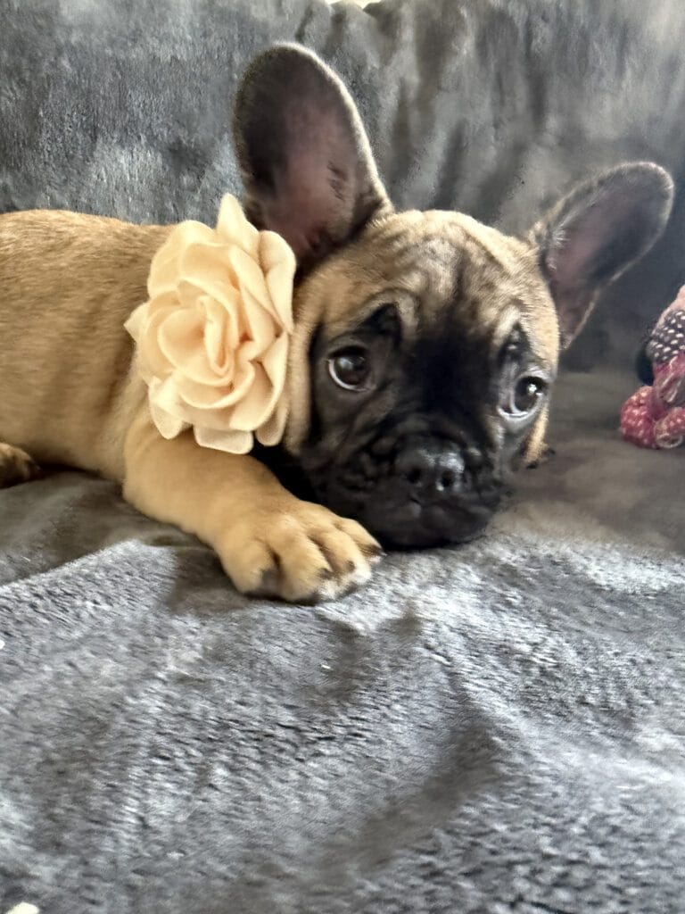 Tunica | Fawn French Bulldog Female | Available Now