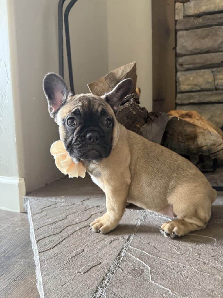 Tunica | Fawn French Bulldog Female | Available Now