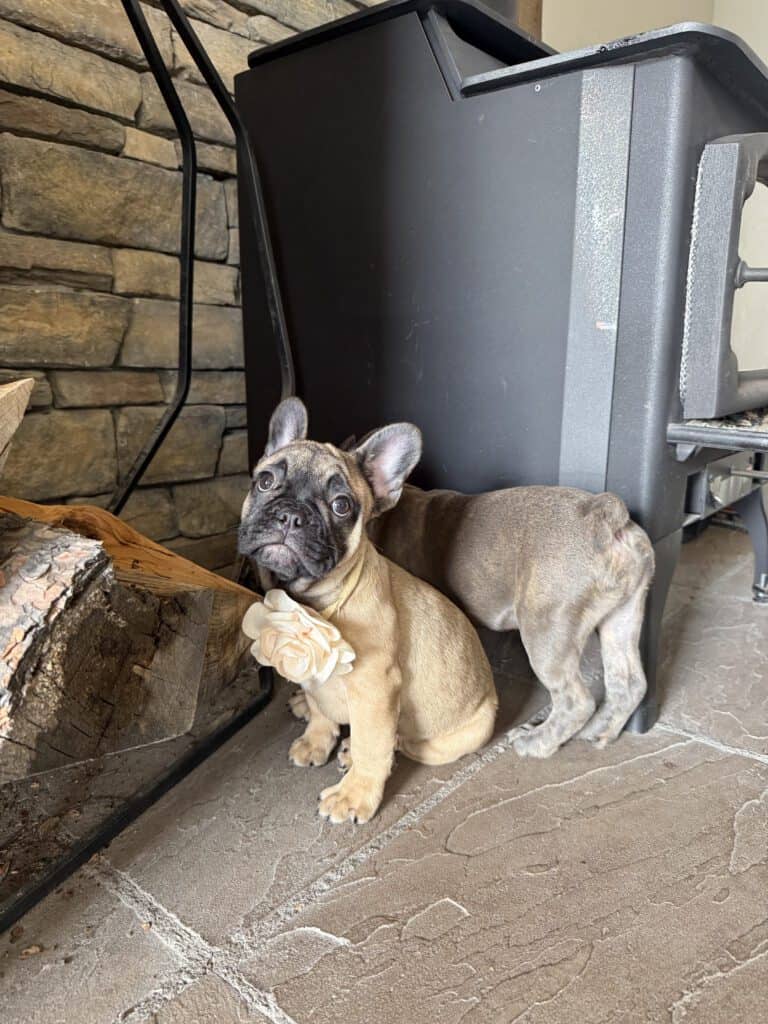 Tunica | Fawn French Bulldog Female | Available Now