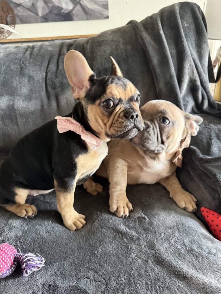Sara | Black & Tan French Bulldog Female | Available Now