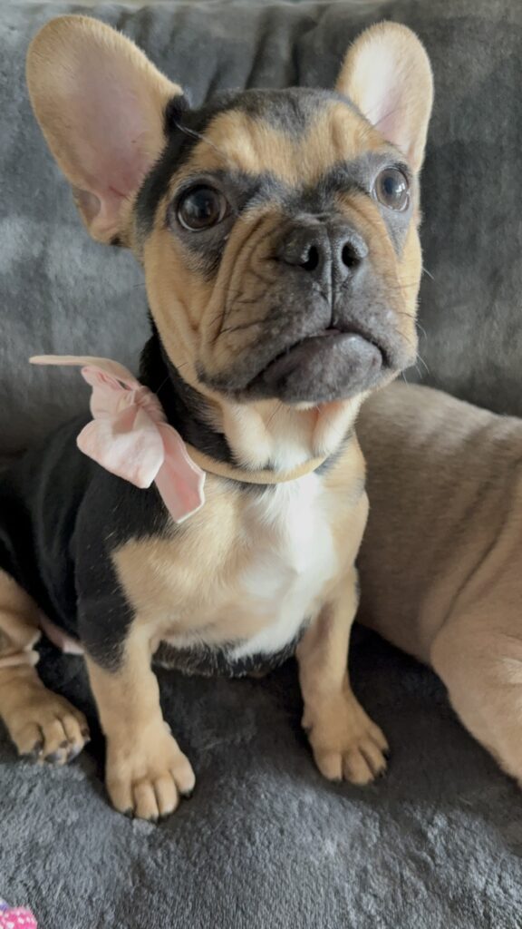 Sara | Black & Tan French Bulldog Female | Available Now