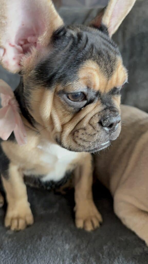 Sara | Black & Tan French Bulldog Female | Available Now