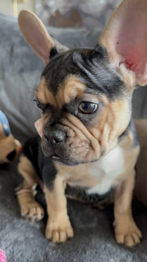 Sara | Black & Tan French Bulldog Female | Available Now
