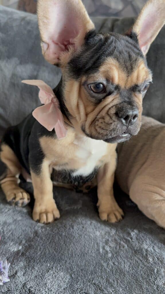 Sara | Black & Tan French Bulldog Female | Available Now