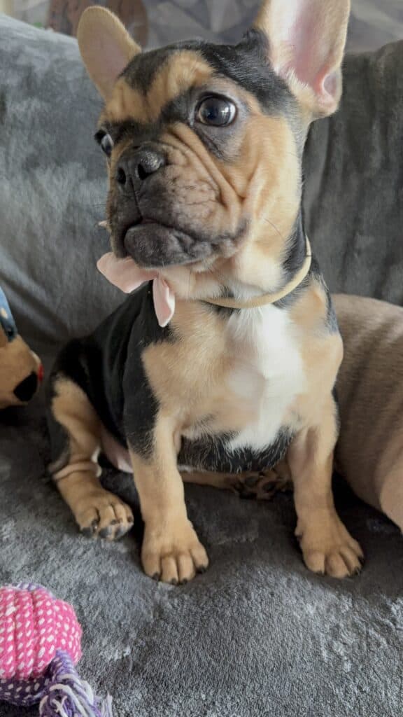 Sara | Black & Tan French Bulldog Female | Available Now