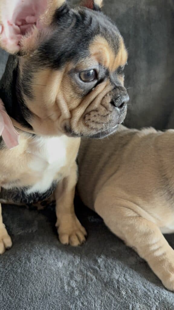 Sara | Black & Tan French Bulldog Female | Available Now