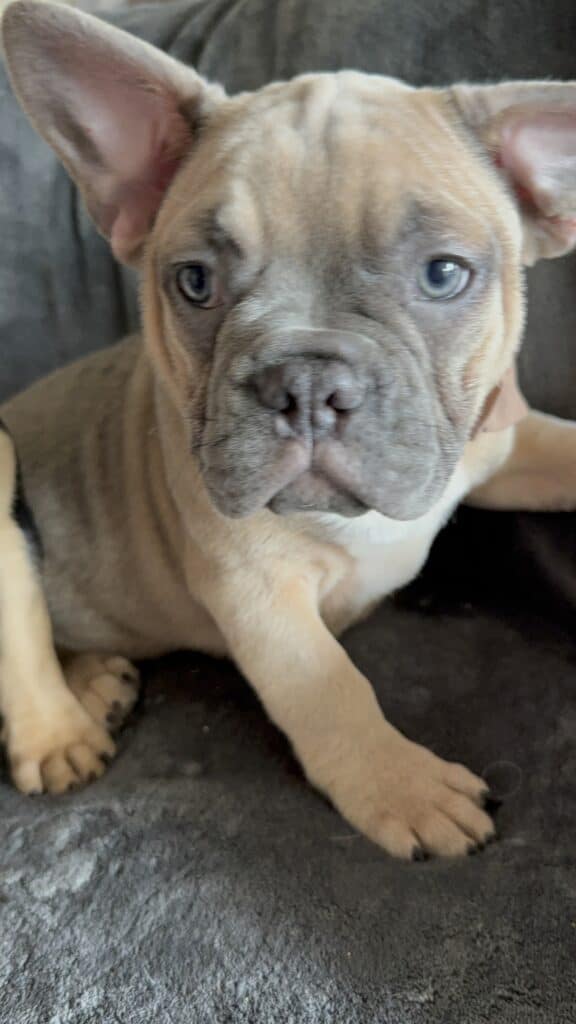 Yaro | Blue Fawn French Bulldog Male | Available Now