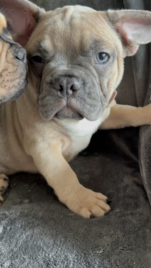 Yaro | Blue Fawn French Bulldog Male | Available Now