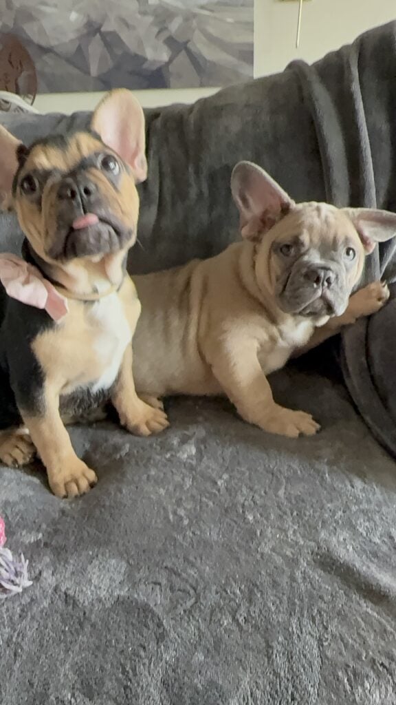 Yaro | Blue Fawn French Bulldog Male | Available Now