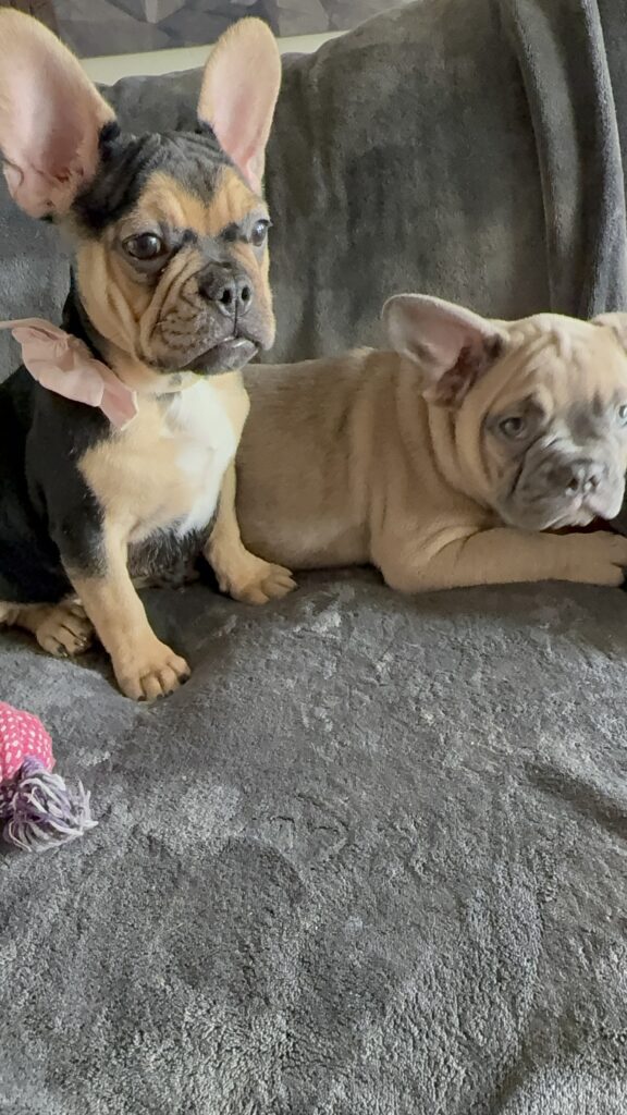 Sara | Black & Tan French Bulldog Female | Available Now