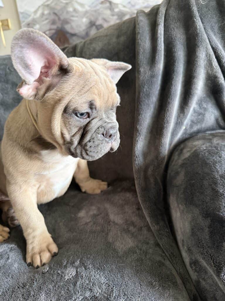 Yaro | Blue Fawn French Bulldog Male | Available Now