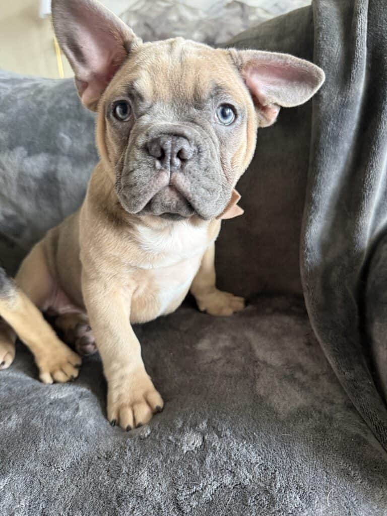 Yaro | Blue Fawn French Bulldog Male | Available Now