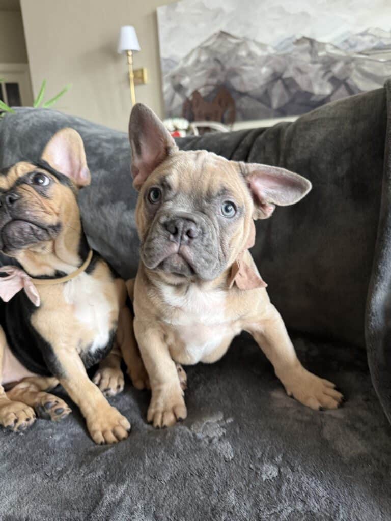 Yaro | Blue Fawn French Bulldog Male | Available Now