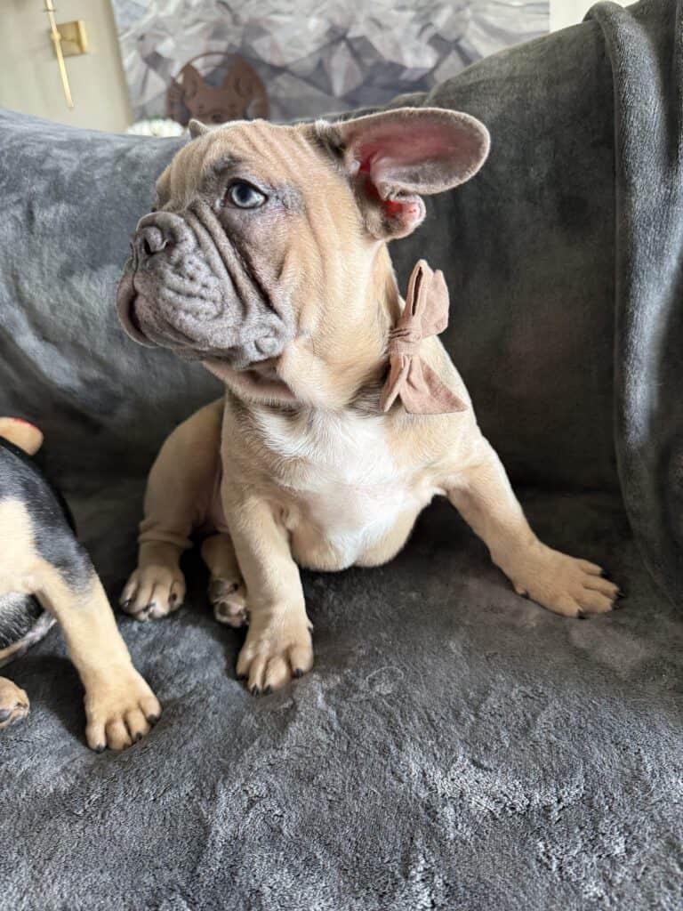 Yaro | Blue Fawn French Bulldog Male | Available Now
