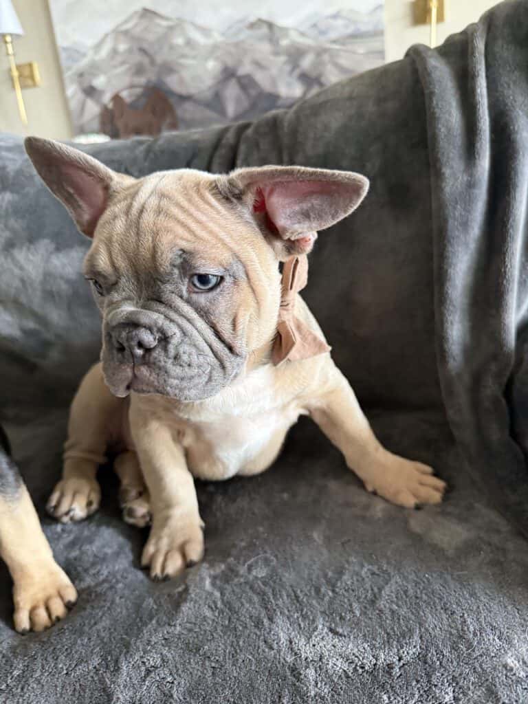 Yaro | Blue Fawn French Bulldog Male | Available Now