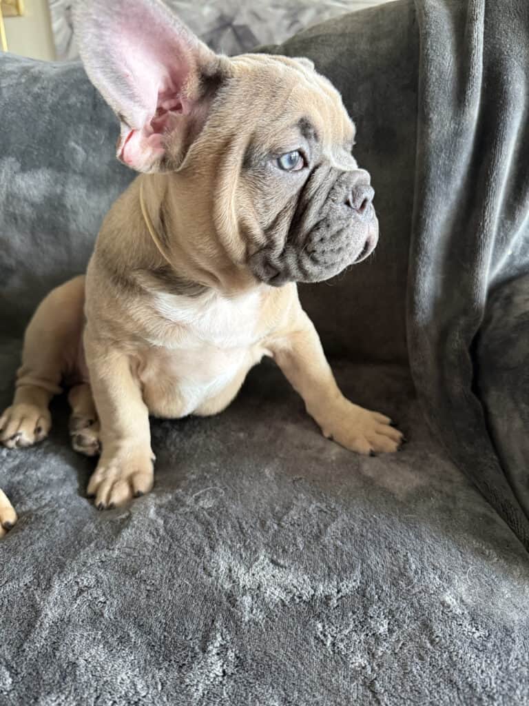 Yaro | Blue Fawn French Bulldog Male | Available Now