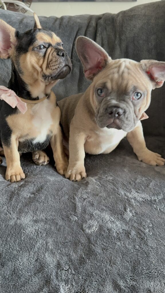 Sara | Black & Tan French Bulldog Female | Available Now