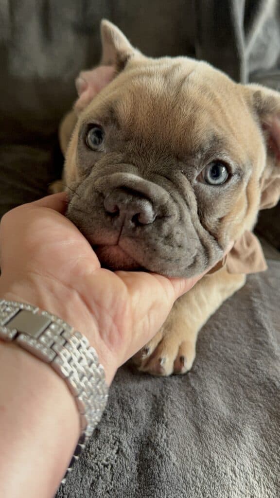 Yaro | Blue Fawn French Bulldog Male | Available Now
