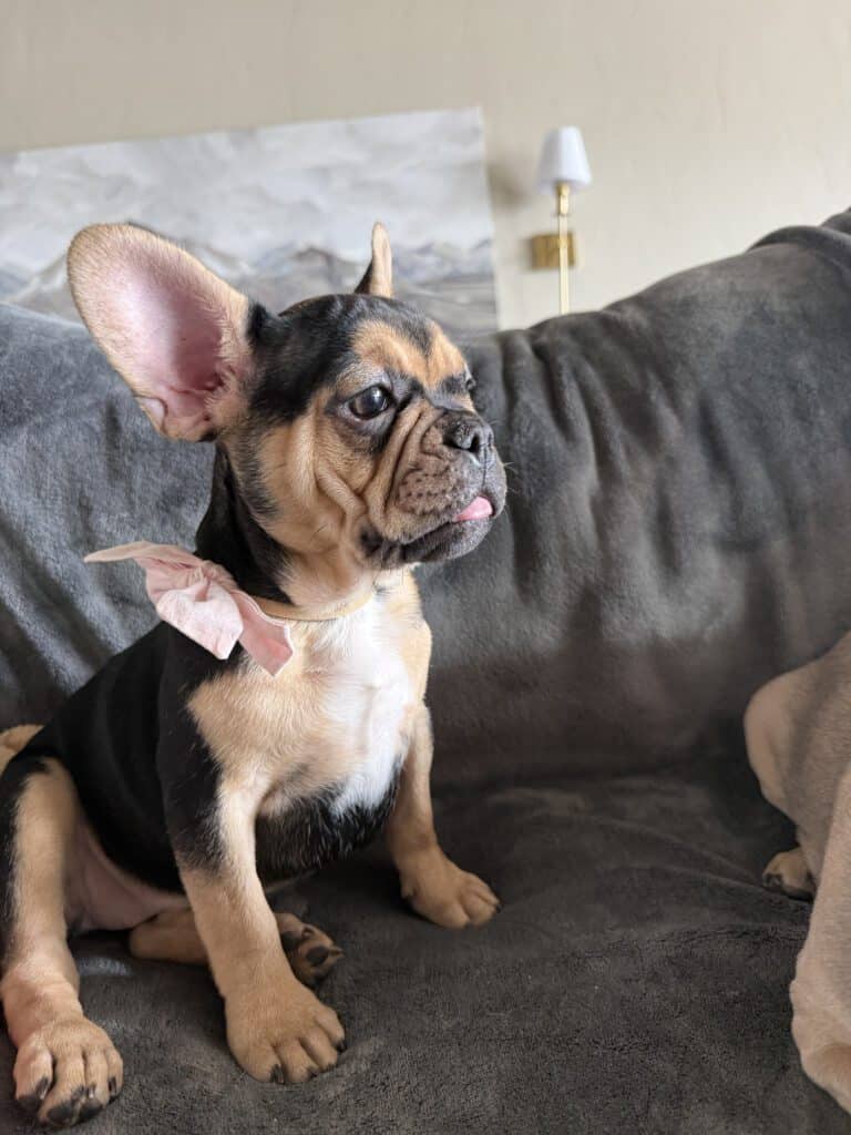 Sara | Black & Tan French Bulldog Female | Available Now