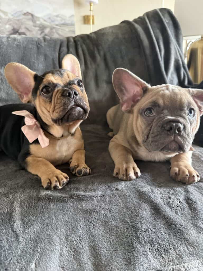 Yaro | Blue Fawn French Bulldog Male | Available Now