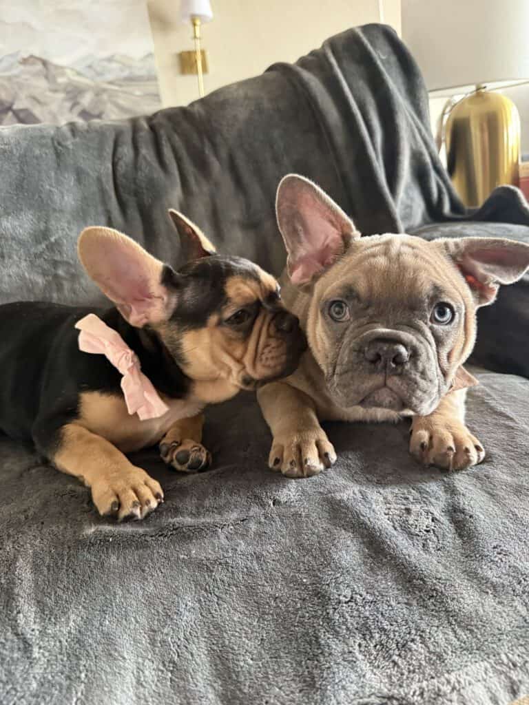 Sara | Black & Tan French Bulldog Female | Available Now