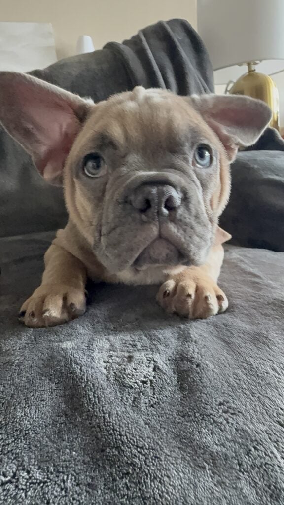 Yaro | Blue Fawn French Bulldog Male | Available Now